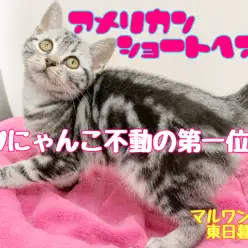 【 アメリカンショートヘア 】人が大好き甘えたちゃん！すりすりアタックご覧あれ！