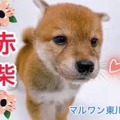【 柴犬 】マズル短めのクマ顔赤柴！お手入れの様子も公開！！