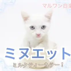 【 ミヌエット 】ほっこりミルクティーカラー!人気の短足ボディ!