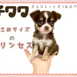 【 チワワ 】小さめ！スクエア！プレミア級のチョコレートタンホワイトの女の子