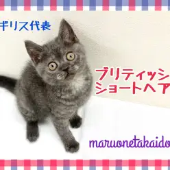 【 ブリティッシュショートヘア 】英国代表にゃんこ！愛され続ける理由をご紹介！