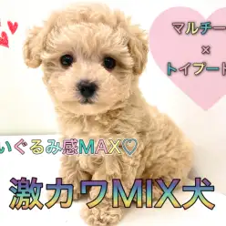 【 MIX 】マルチーズ×トイプードル！ぬいぐるみのような激甘ルックスのマルプー