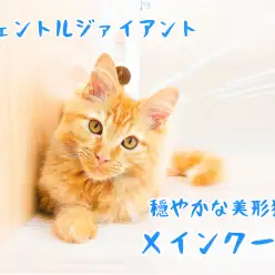 【 メインクーン 】大きな猫好きさん必見！！穏やかな美形猫♪