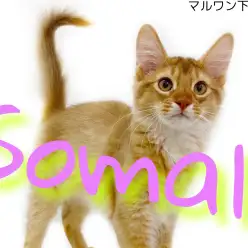 【 ソマリ 】超絶甘えん坊なソマリとまったりお家時間を過ごそう‼︎