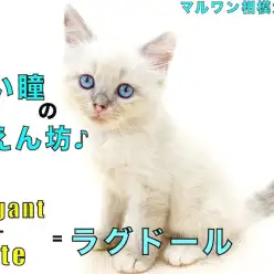 【 ラグドール 】美しさと愛らしさを兼ね備えた懐っこいBLUE EYE CAT