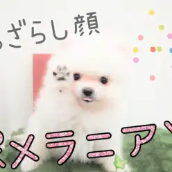 【 ポメラニアン 】たぬき顔の次はアザラシ顔!キュートなポメちゃん登場!