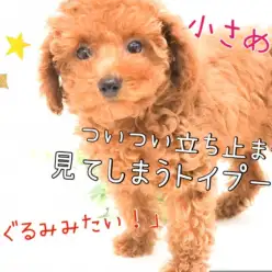 【 トイ・プードル 】誰もが立ち止まる可愛さ！この顔立ちにご注目☆彡