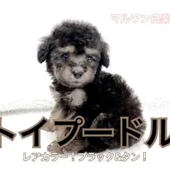 【 トイ・プードル 】小さめサイズのブラックタン！お迎え初期のしつけ法も公開！
