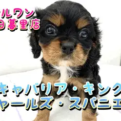 【 キャバリア・キング・チャールズ・スパニエル 】騎士の名を持つ美形フェイス！