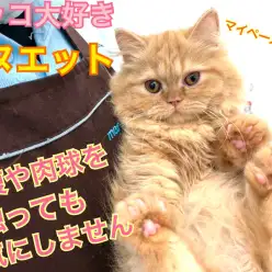 【 ミヌエット 】まるでぬいぐるみ!懐っこすぎる癒し猫