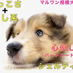【 シェットランドシープドッグ 】まったり系のシェルティー！眠い表情が可愛すぎる