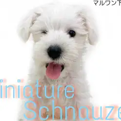 【 ミニチュアシュナウザー 】おっとり顔のホワイトシュナがやって来た！