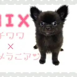 【 MIX 】子クマ風？！チワワとポメラニアンのMIX犬
