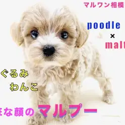 【 MIX 】トイプードルとマルチーズのハーフ！ずば抜けた可愛さのマルプー！