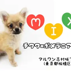 【 MIX 】へそ天しちゃいます！チワワとポメラニアンのめちゃかわMIX登場！