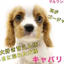 【 キャバリア 】お耳がゴージャス！人が大好きな甘えん坊な性格！