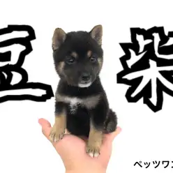 【 豆柴 】小さめサイズの黒い毛色！黒豆柴がやって来ました！