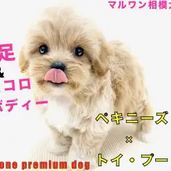 【 MIX 】ペキニーズとトイ・プードルのハーフ犬！短足＆コロコロボディの癒し系