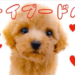 【 トイ・プードル 】初心者の方でも育てやすい横浜イチ可愛い女の子！