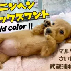 【 カニンヘン・ダックスフント 】犬界一の美女！おっとりダックスちゃん！
