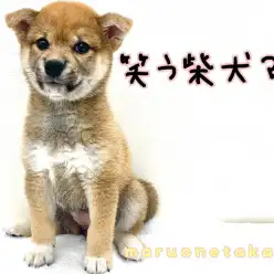 【 柴犬 】キラッキラのスマイル♪笑う柴ちゃんをご紹介!