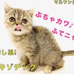 【 エキゾチック 】ふてニャンの愛称で大人気！コミカルな動きと容姿の癒し系♪