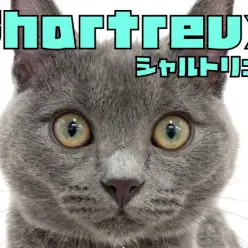 【 シャルトリュー 】ぽふぽふ毛量自慢！鶴見店7年目にして初登場のレア猫種！