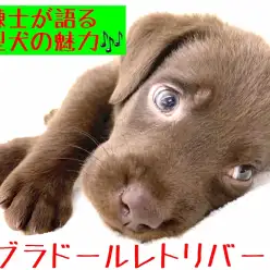 【 ラブラドールレトリバー 】訓練士が語る大型犬の魅力!室内飼育のポイントも公開!