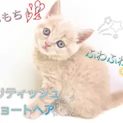 【 ブリティッシュショートヘア 】まるで大福？もちもちフェイスのブリティッシュ！