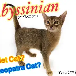 【 アビシニアン 】クールだけど遊ぶの大好き！美形にゃんこをご紹介します！