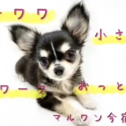 【 チワワ 】初心者ユーザーにオススメ！目力バツグンな小さめの女の子！