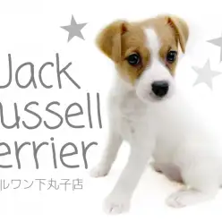 【 ジャックラッセルテリア 】良き家族・相棒になれる！美犬ジャックちゃん！