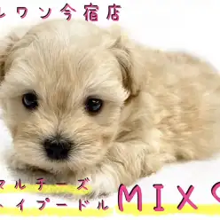 【 マルプー 】ドワーフBODYの癒し系！元気いっぱいのドールわんこ！