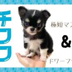 【 チワワ 】小さめ！ドワーフ！極短マズル！プレミアム級に可愛いチワワくん