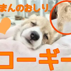 【 コーギー 】おしりが可愛い食パンコーギー！大きなお耳にお話聞かせて！
