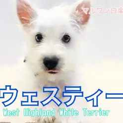 【 ウェストハイランドホワイトテリア 】白い被毛がエレガント！ウェスティ登場！