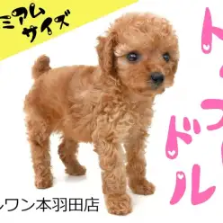 【 トイ・プードル 】小さめプレミアムサイズの穏やかベイビー登場!
