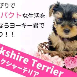 【 ヨークシャーテリア 】のんびりコンパクトな生活をするならヨーキー君で決まり！