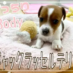 【 ジャックラッセルテリア 】おっとりマイペース気味の可愛い女の子!