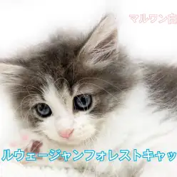 【 ノルウェージャン 】森の美男子登場!専門スタッフがお迎えのいろはを伝授!