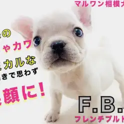 【 フレンチブルドッグ 】コミカルな癒し系！ペチャ顔との生活は笑いが絶えない！