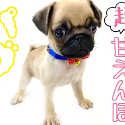 【 パグ 】元気いっぱいのフレンドリーな女の子♪