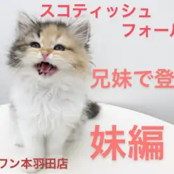 【 スコティッシュフォールド 】兄妹愛が凄すぎる！！愛嬌たっぷり妹編