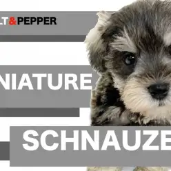 【 ミニチュア・シュナウザー 】シュナ好きスタッフがレビュー!注目ポイント3選!
