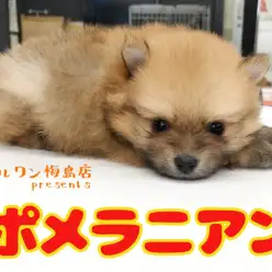 【 ポメラニアン 】生後54日で540g！たぬきポメを迎えた後にやってはいけない事とは？？