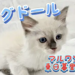 【 ラグドール 】青い瞳のイケメン、超甘えん坊キャット！！