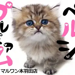 【 ペルシャ 】最高級ペルシャをお探しの方必見！半端ないセレブ猫降臨！