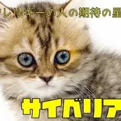 【 サイベリアン 】トリプルコートの被毛がゴージャスなふわふわロシアンキャット♡