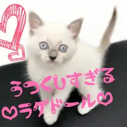 【 ラグドール 】ブルーの瞳が魅惑的！美しすぎるラグドールここに参上です！！