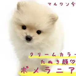 【 ポメラニアン 】パパさん支持率NO1犬種！クリームカラーのたぬきポメ！